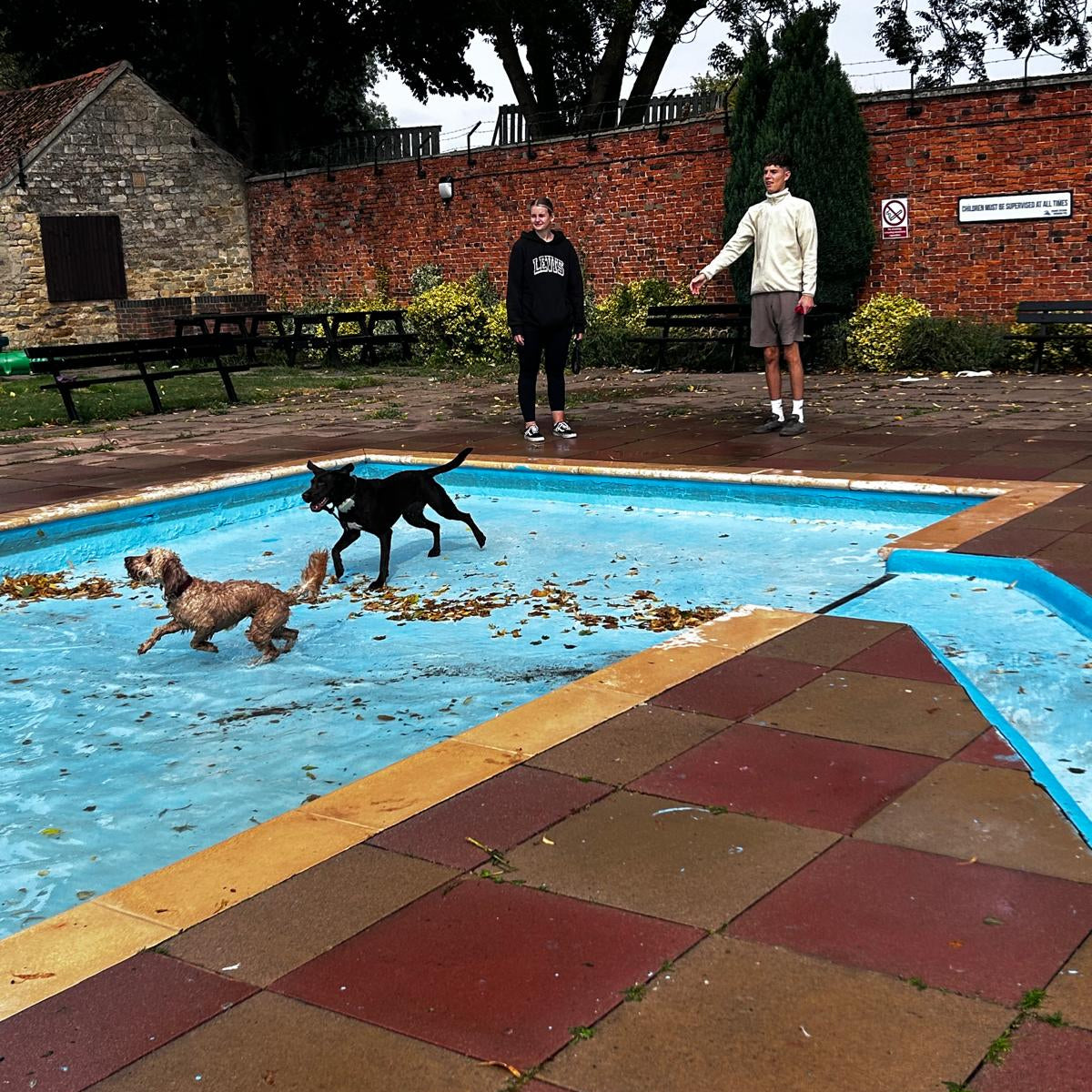 Dog Pool Party 2025 - Bog Dog Running