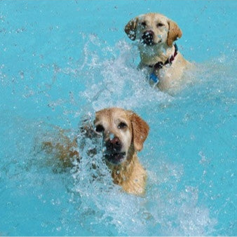 Dogs swimming at the Dog Pool Party