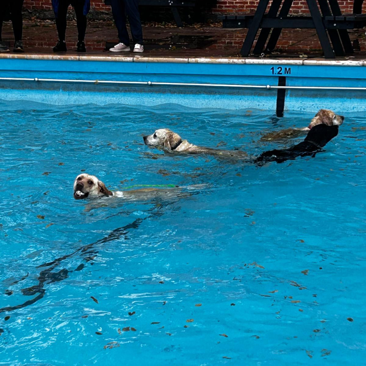 Dog Pool Party 2025 - Bog Dog Running