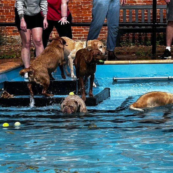 Dog splashing in Bourne Outdoor Pool