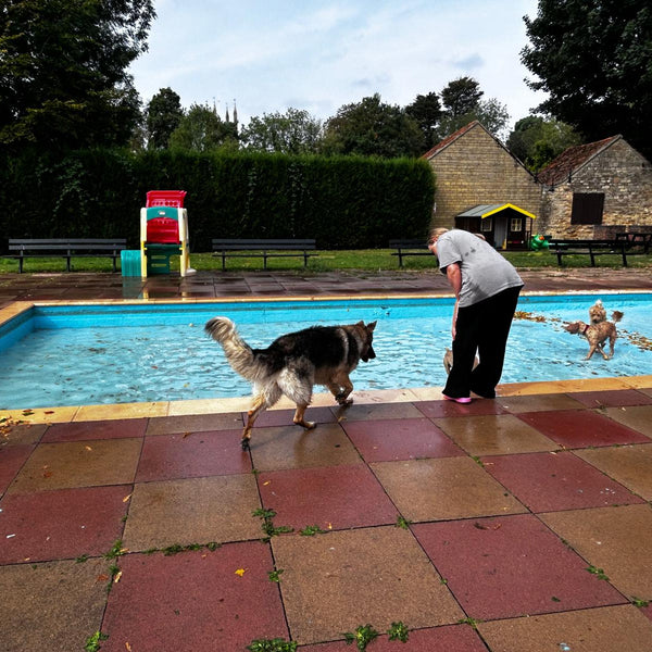 Dogs of all sizes at the pool party