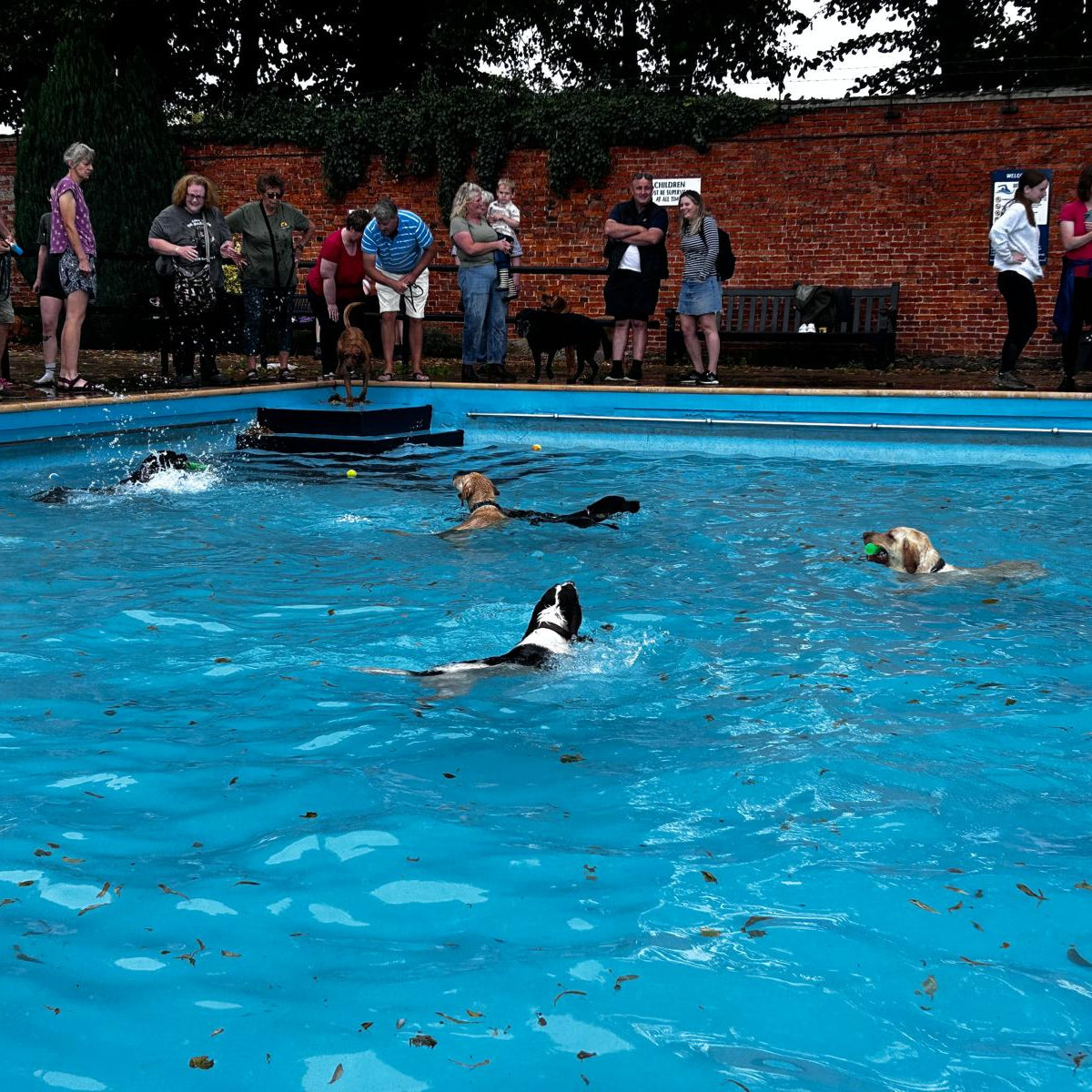 Dog Pool Party 2025 - Bog Dog Running