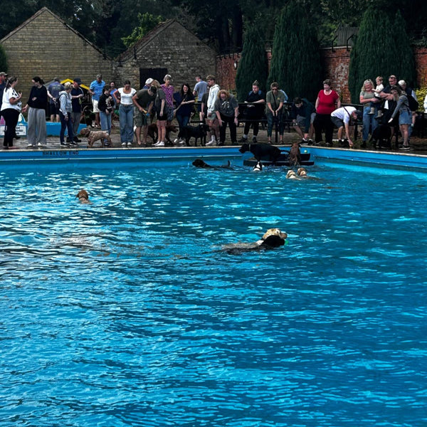 Happy dogs socialising at the Dog Pool Party