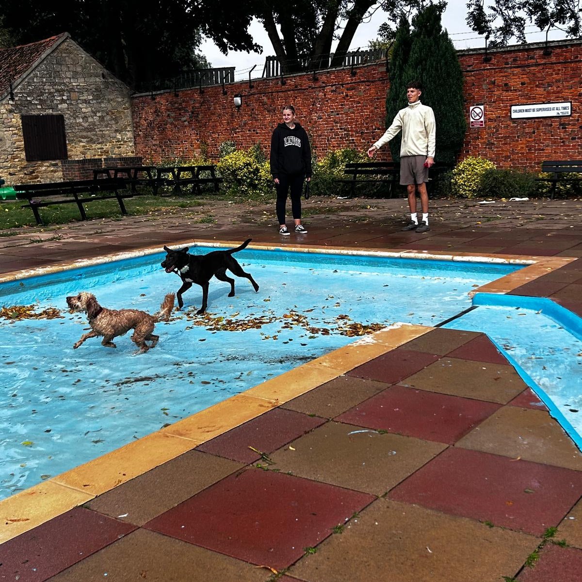 Dogs enjoying the Bog Dog Running Dog Pool Party at Bourne Outdoor Pool
