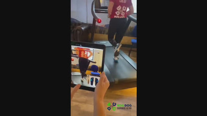 Gait Analysis Bookings